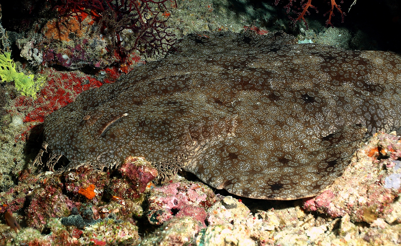Raja Ampat 2016 - Eucrossorhinus Daypogon - Tasselled Wobbegon - Requin Tapis barbus - IMG_4289_rc.jpg